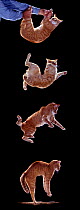 Digital composite - Sequence of four showing a domestic cat, male red tabby falling and landing.
