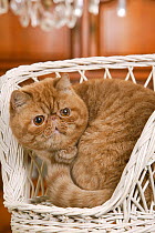 Domestic cat, Exotic shorthaired red male, 3 years, sitting curled up in wicker chair.