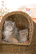 Domestic cat, Exotic shorthaired seal tabby point and blue cream tabby, male and female, 2 year and 6 month, sitting together in wicker bed basket.