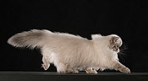 Domestic cat, Colourpoint  / Himalayan Persian, longhaired female, 5 months, blue tabby point, profile.