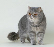 Domestic cat, Exotic shorthaired blue cream tabby, standing portrait.