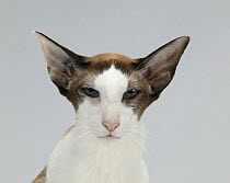 Domestic cat, Siamese / Royal Cat of Siam, head portrait.