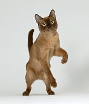 Domestic cat, American Burmese, chocolate male, 6 month, standing with back legs off the ground.