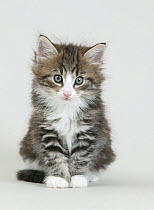 Domestic cat, Norwegian Forest / Skogkatt / Skaukatt / Weegie, longhaired tabby kitten, sitting portrait.