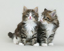 Domestic cat, Norwegian Forest / Skogkatt / Skaukatt / Weegie, two longhaired tabby kittens, sitting together.