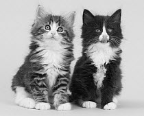 Domestic cat, Norwegian Forest / Skogkatt / Skaukatt / Weegie, two longhaired kittens, tabby left and black and white on right, sitting portrait.