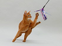 Domestic cat, Abyssinian, sorrel female, 3 years, attacking a toy with one paw.