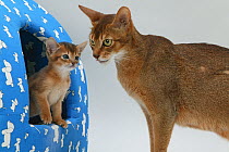 Domestic cat, Abyssinian, ruddy female with small kitten peeping out from an Igloo cat bed.