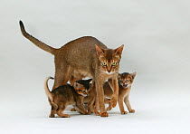 Domestic cat, Abyssinian, ruddy female with small kittens.