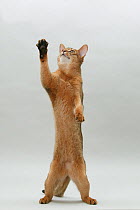 Domestic cat, Abyssinian, ruddy male, 10 month kitten, standing on back legs reaching up.