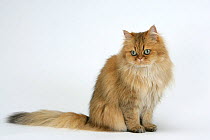 Domestic cat, longhaired Persian, golden male, 5 years, sitting portrait.