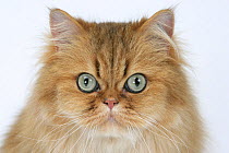 Domestic cat, longhaired Persian, golden male, 5 years, close up head portrait.