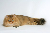 Domestic cat, longhaired Persian, golden male, 5 years, lying down portrait.