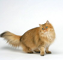 Domestic cat, longhaired Persian, golden male, 5 years, standing portrait.