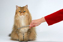 Domestic cat, longhaired Persian, golden male, 5 years, standing being groomed.