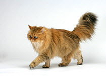 Domestic cat, longhaired Persian, golden male, 5 years, walking.