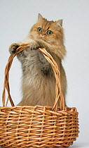 Domestic cat, longhaired Persian, golden male, 5 years, standing in a basket with both front paws up.