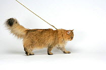 Domestic cat, longhaired Persian, golden male, 5 years on a lead.