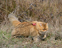 Domestic cat, longhaired Persian, golden male, 5 years, outdoors on a lead.