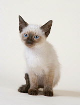 Domestic cat, Siamese / Royal Cat of Siam, female, 5 month kitten, Seal point, sitting portrait.