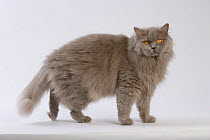 Domestic cat, British longhaired female, 4 years, blue, standing profile.
