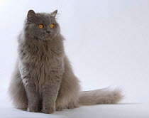 Domestic cat, British longhaired female, 4 years, blue, sitting portrait.