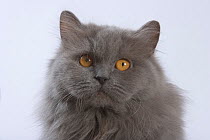 Domestic cat, British longhaired female, 4 years, blue, head portrait.