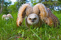 Great Horned owlets (Bubo virginianus) displaying on  ground, Regina, Saskatchewan, Canada, June