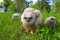 Great Horned owlets (Bubo virginianus) three on ground, Regina, Saskatchewan, Canada, June