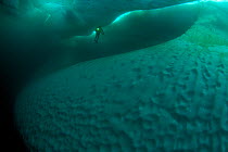 Iceberg dive, diver next to ice floe, Pond Inlet, Baffin Island, Nunavut, Canada, June