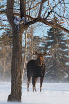 Moose (Alces alces) in snow, Regina, Saskatchewan, Canada, January