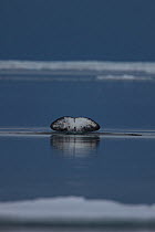 Narwhal (Monodon monoceros) male diving sequence 4/4, Pond Inlet, Nunavut, Baffin Island, Canadian Arctic, June