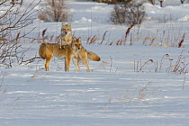 Coyote (Canis latrans) mating pair playing in snow, Regina Saskatchewan, Canada, February