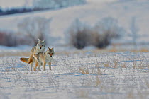 Coyote (Canis latrans) mating pair in snow, Regina Saskatchewan, Canada, February
