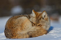 Coyote (Canis latrans) resting on snow portrait, Regina Saskatchewan, Canada, February