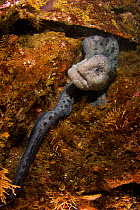 Wolf eel (Anarrhichthys occelatus) male, Browning Passage, British Columbia, Canada, September