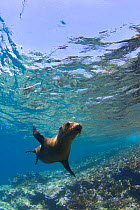 Galapagos sealion underwater (Zalophus californianus wollebaeki) Galapagos Islands, Pacific Ocean, November