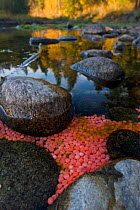 Sockeye salmon (Oncorhynchus nerka) roe eggs from spawning run left in Adams River, British Columbia, Canada, October