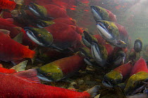 Sockeye salmon (Oncorhynchus nerka) underwater view of annual spawning run, Adams River, British Columbia, Canada, October