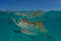 Lemon shark (Negaprion brevirostris) at surface, Bahamas, Caribbean