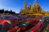 Sockeye salmon (Oncorhynchus nerka) split level view of annual spawning run, Adams River, British Columbia, Canada, October