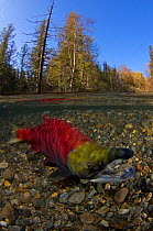 Sockeye salmon (Oncorhynchus nerka) split level view of salmon on river bed, annual spawning run, Adams River, British Columbia, Canada, October