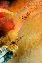 Candy stripe shrimp (Lebbeus grandimanus) amongst tentacles of Anemone, Browning Passage, Vancouver Island, British Columbia, Canada, September