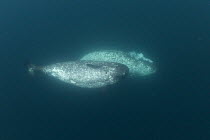 Narwhal (Monodon monoceros) underwater view of two whales, Arctic Bay, Baffin Island, Canada, June