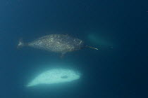 Narwhal (Monodon monoceros) underwater view of pod swimming, tusks visible, Arctic Bay, Baffin Island, Canada, June