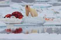 Polar bear (Ursus maritimus) with Narwhal carcass (Monodon monoceros) on ice floe, Arctic Bay, Baffin Island, Canada, June