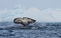 Narwhal (Monodon monoceros) pod surfacing, tail fluke and tusks visible, Arctic Bay, Baffin Island, Canada, June