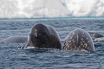 Narwhal (Monodon monoceros) pod surfacing, young whale visible, Arctic Bay, Baffin Island, Canada, June