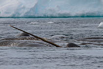 Narwhal (Monodon monoceros) pod surfacing, tusk visible, Arctic Bay, Baffin Island, Canada, June