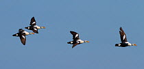 King Eider ducks (Somateria spectabilis) group in flight, Baffin Island, Nunavut, Arctic Ocean, July